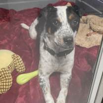 adopt-pet