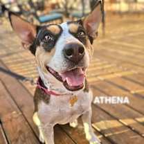 Thumbnail photo of Athena #1