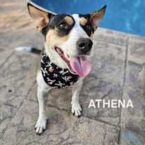 Thumbnail photo of Athena #2