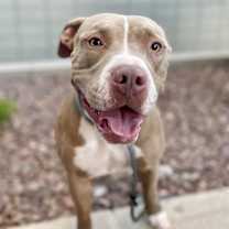 adopt-pet