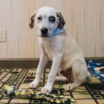 Timon (Fostered in Omaha)