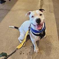 adopt-pet