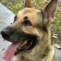 Thumbnail photo of Bo #2