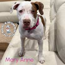 Thumbnail photo of The Chicks litter: Mary Anne #3