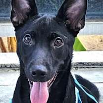 Thumbnail photo of Leo #1