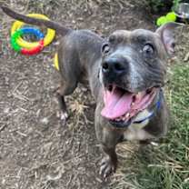 Thumbnail photo of Daisy (Roberta) #2