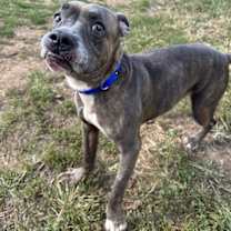 Thumbnail photo of Daisy (Roberta) #3