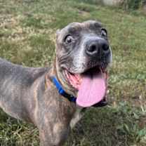 Thumbnail photo of Daisy (Roberta) #4