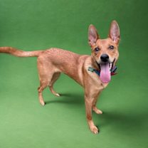 Thumbnail photo of Licorice #4