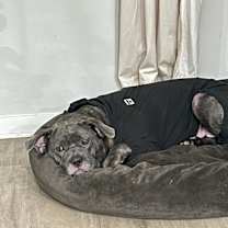 Thumbnail photo of Willow #4