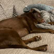 Thumbnail photo of Ollie #3