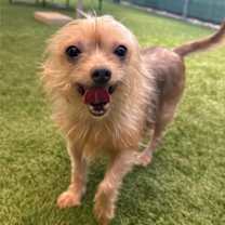 adopt-pet