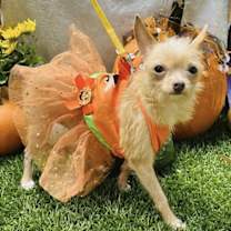 adopt-pet