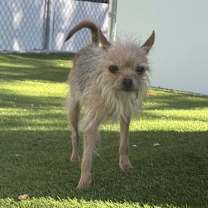 adopt-pet