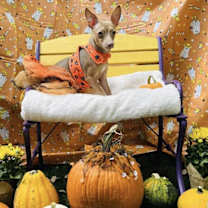 adopt-pet
