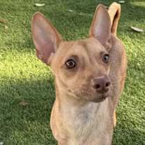 adopt-pet