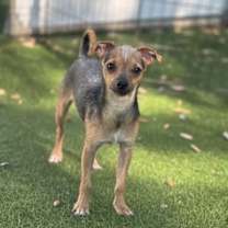 adopt-pet