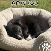 Thumbnail photo of Amy Lou #4