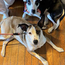 Thumbnail photo of George #4