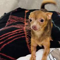 adopt-pet