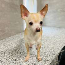 adopt-pet