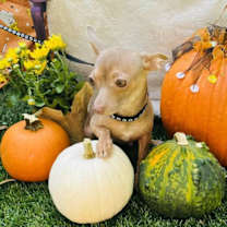 adopt-pet