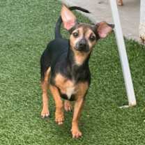 adopt-pet