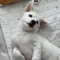 Thumbnail photo of Larva #1