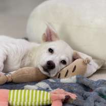 Thumbnail photo of Larva #4