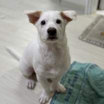 Thumbnail photo of Larva #1