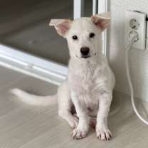 Thumbnail photo of Larva #3