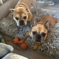 Thumbnail photo of Cannoli #2