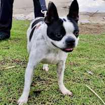 Thumbnail photo of Pearl (Adoption Pending) #1