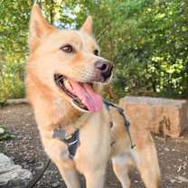 adopt-pet