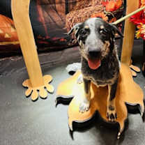 adopt-pet