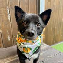 adopt-pet