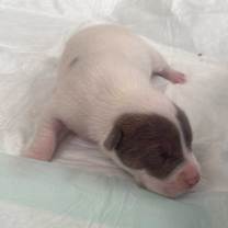 Thumbnail photo of Neptune (Space) #2