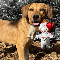 Thumbnail photo of Toaster #1