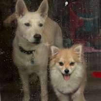 Thumbnail photo of Nala #2