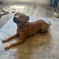 Thumbnail photo of Kix #3