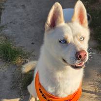 Thumbnail photo of Hoku #2