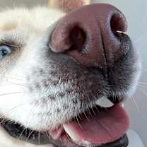 Thumbnail photo of Hoku #4