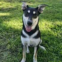 Thumbnail photo of Ruger #3