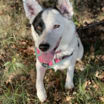 Thumbnail photo of Lily #1