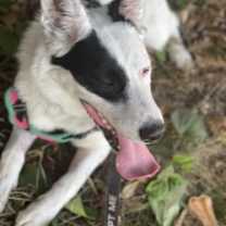 Thumbnail photo of Lily #2