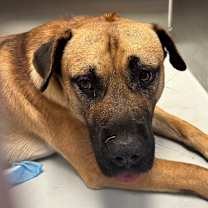 Thumbnail photo of Lurch #2