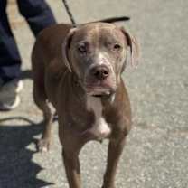 Thumbnail photo of Mabon #2