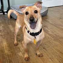 adopt-pet