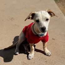 adopt-pet