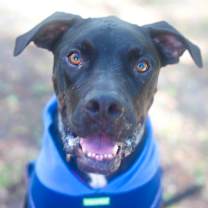 Thumbnail photo of Tars #1